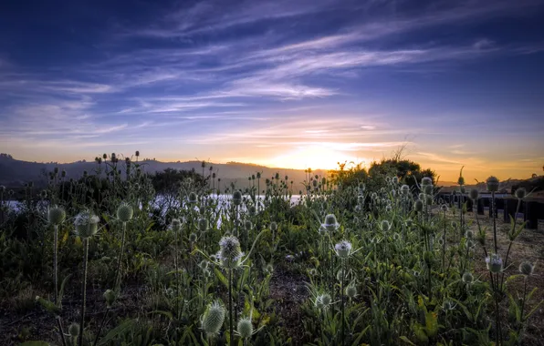 The sky, grass, landscape, nature, morning