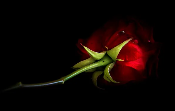 Flowers, red, one, roses, treatment, stem, lies, black background