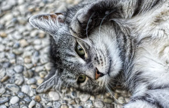 Road, cat, cat, look, face, pebbles, stones, grey