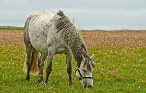 Horse, horse, pasture