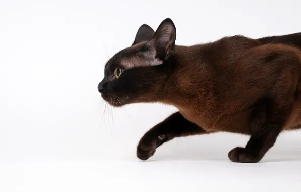 Picture cat, profile, sneaks, Siamese