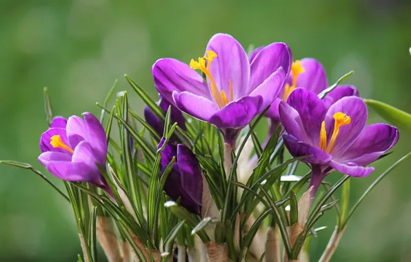 Picture macro, crocuses, saffron