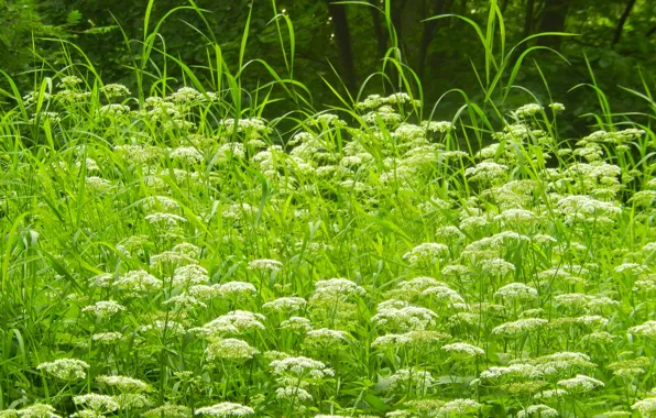 Summer, grass, trees, flowers, widescreen, Wallpaper, wallpaper, background