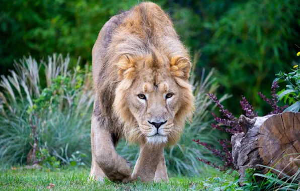Greens, face, flowers, nature, pose, Leo, paws, walk