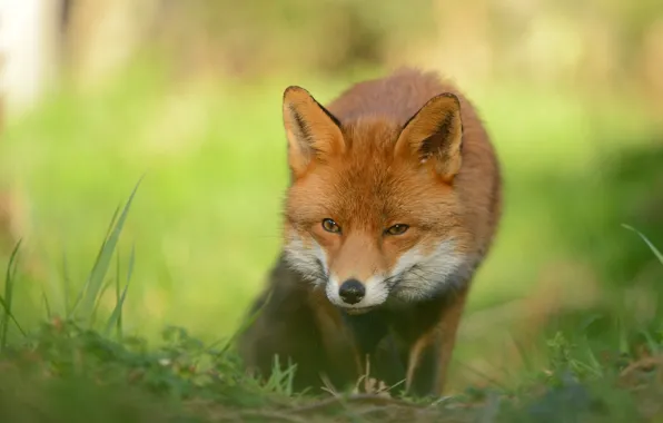 Grass, look, nature, pose, Fox, red, walk, face