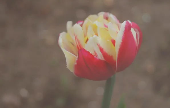Macro, flowers, Terry Tulip