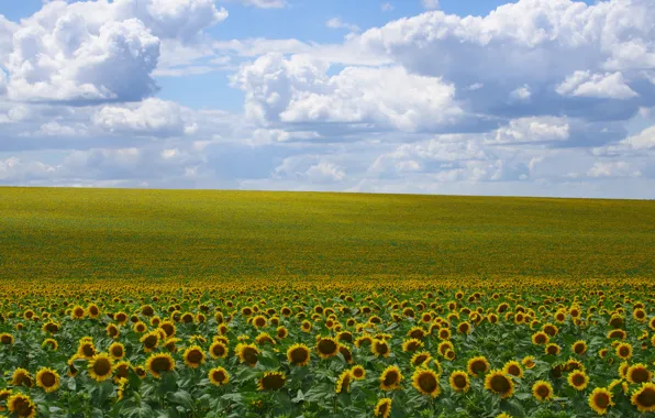 Field, the sky, sunflower, Sunny day, obloka, field of sunflowers