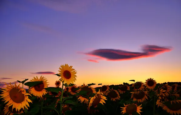 Field, summer, cloud, sunflowers. sunset
