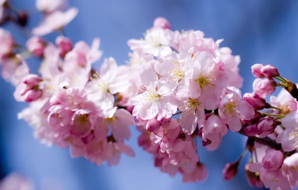 The sky, flowers, cherry, pink, spring, petals, Sakura, flowering
