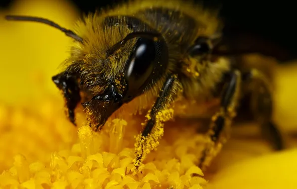 Yellow, pollen, bumblebee