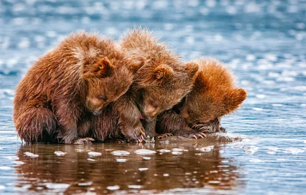 Picture three, bears, bears, bear, small
