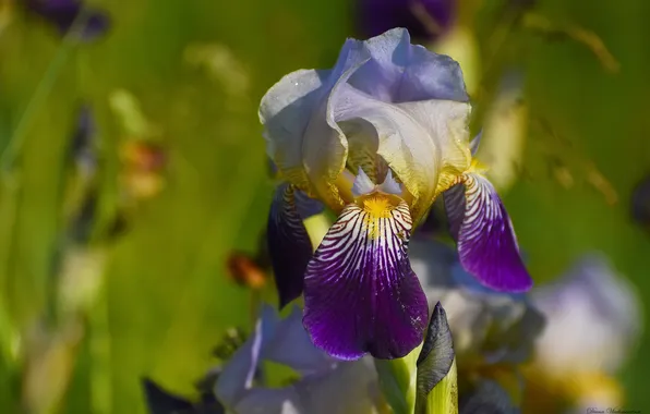 Summer, flowers, nature, iris