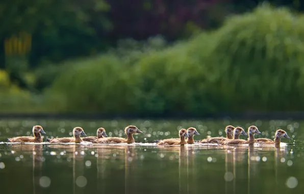 Birds, shore, duck, ducklings, Chicks, pond, swimming, flock
