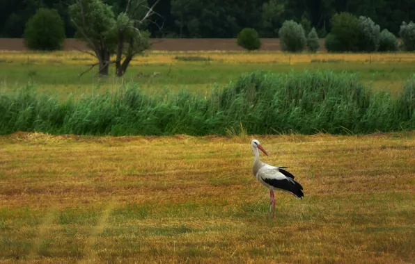 Field, autumn, white, summer, grass, trees, bird, space