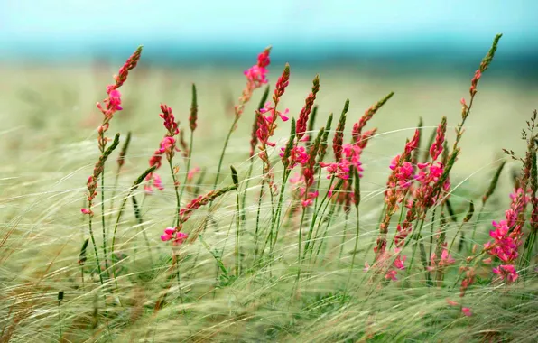 Picture field, the sky, grass, flowers, the steppe