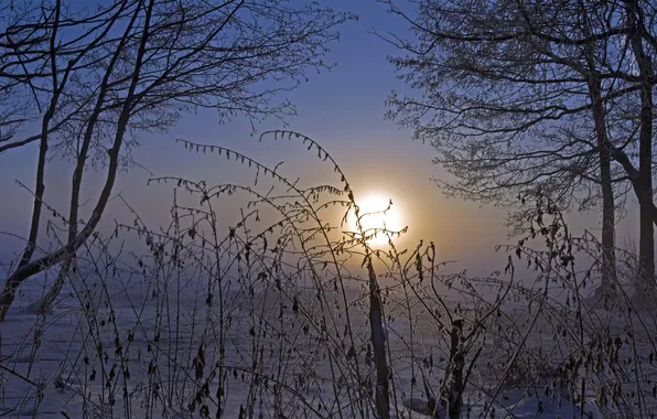 Cold, winter, the sky, the sun, snow, trees, branches, nature