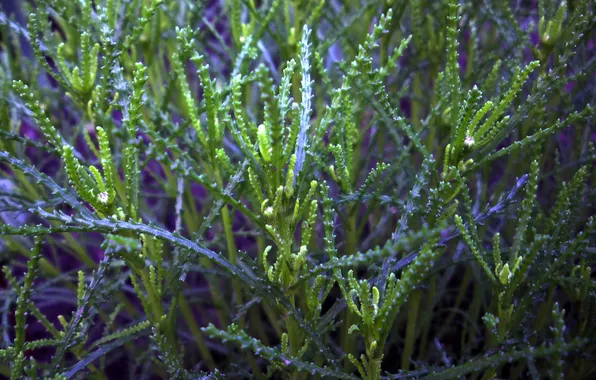 Picture grass, macro, blue