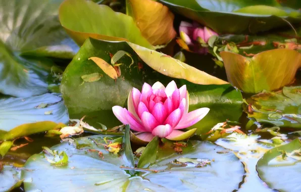 Picture leaves, water, water Lily