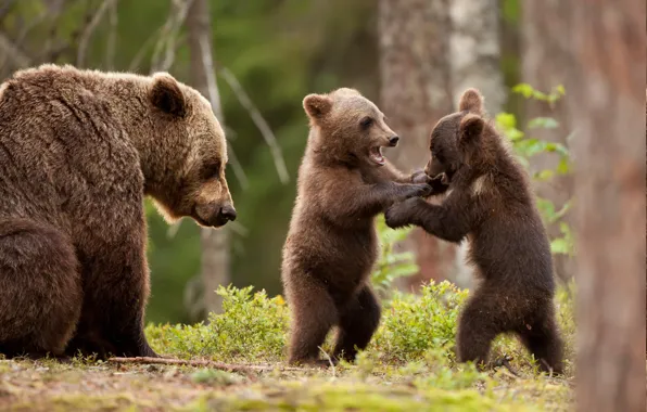 Picture animals, wildlife, Grizzly, bears cubs