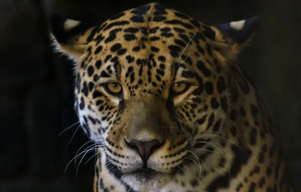 Picture look, Jaguar, beast