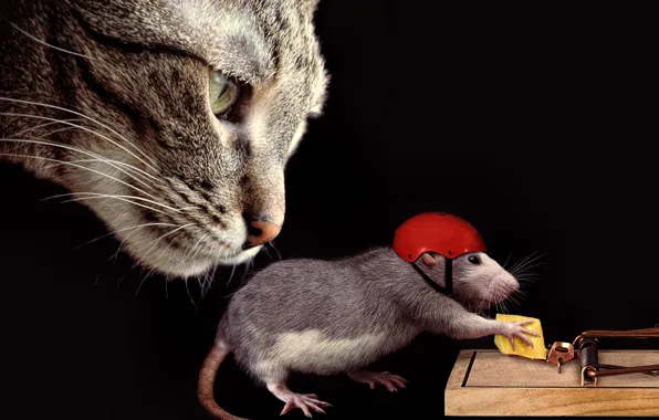 Picture cat, cat, face, the situation, cheese, mousetrap, helmet, rat