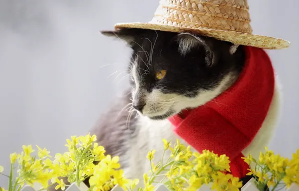Cat, cat, look, flowers, red, pose, black and white, portrait
