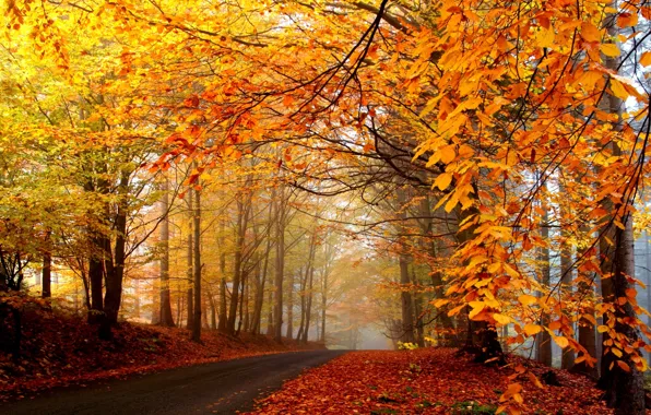 Picture road, autumn, forest