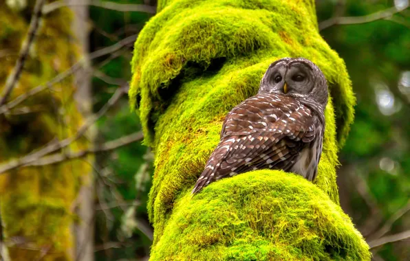 Tree, owl, bird, moss, Spotted owl