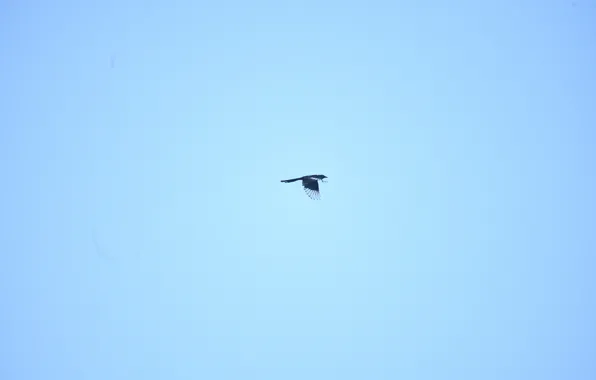 The sky, bird, feathers, flight, high in the clouds