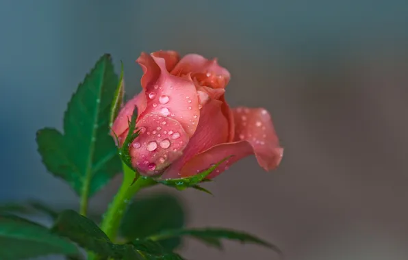 Flower, drops, rose, grey background, water drops