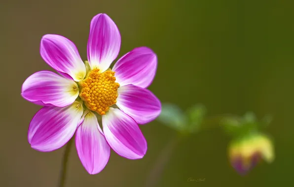 Flower, background, pink, Dahlia