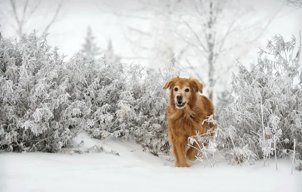Winter, look, each, dog