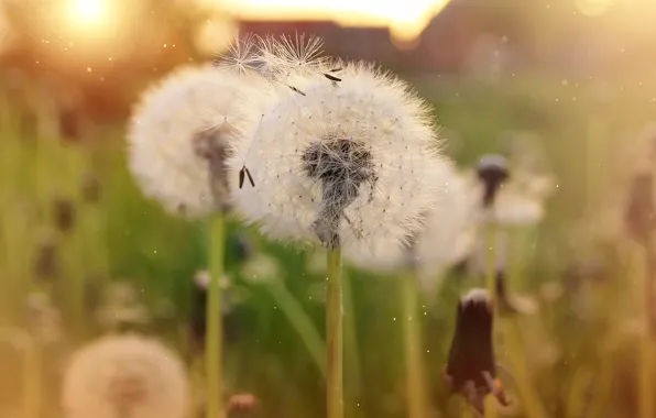 Flowers, fluff, dandelions, bokeh