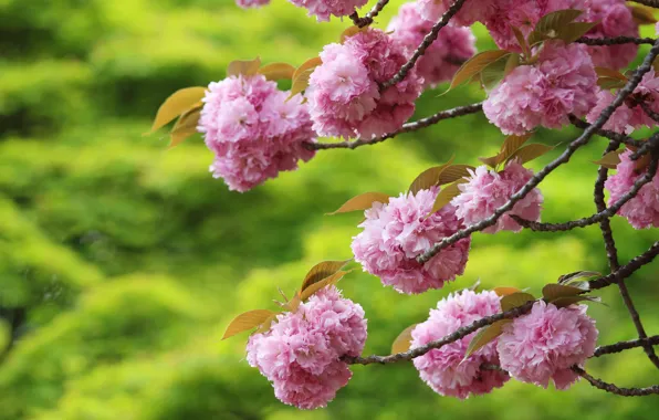 Flowers, branches, spring, Sakura, pink, flowering, green background, almonds