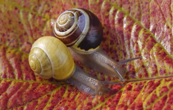 Picture sheet, photo, snails