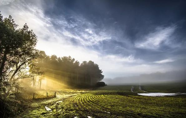 Field, light, fog, morning
