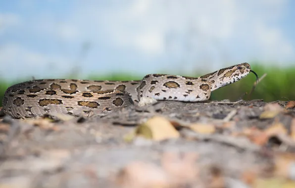Language, nature, background, snake, crawling, reptile, spotted