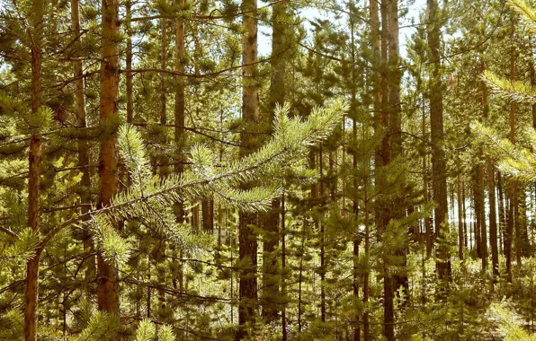 Forest, the sun, barb, pine, June, 2014, Noyabrsk, YANAO