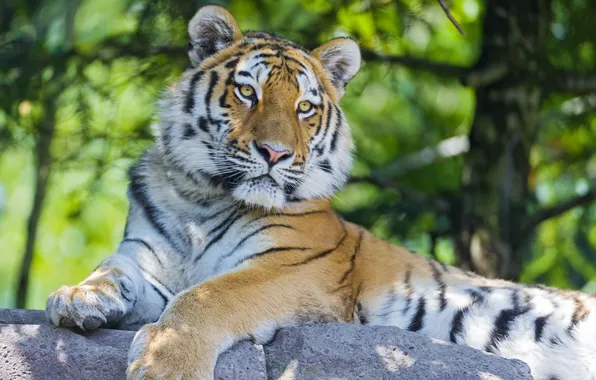 Picture stone, predator, The Amur tiger