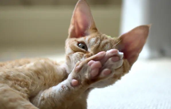 Picture cat, eyes, paws, Kote