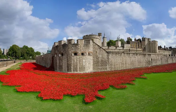 England, London, fortress, Tower, art installation, ceramic poppies, The 100th anniversary of the outbreak of …