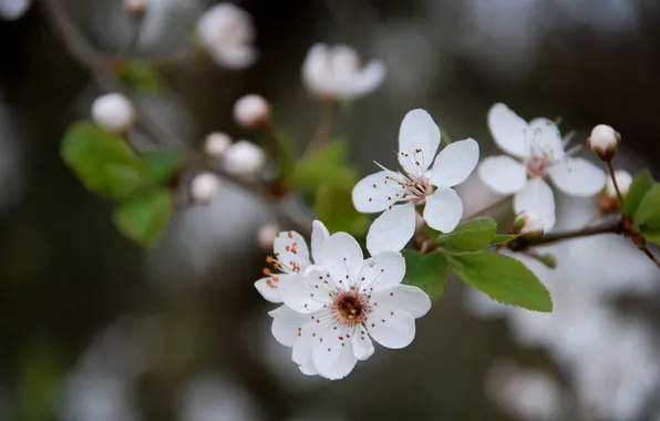 Macro, flowers, cherry, sprig, spring, white, flowering