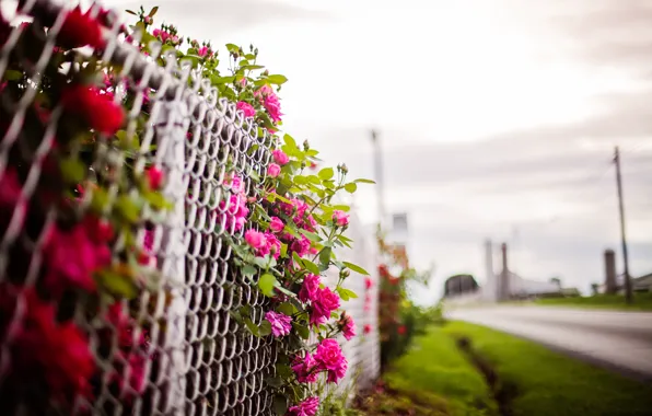 Flowers, background, the fence