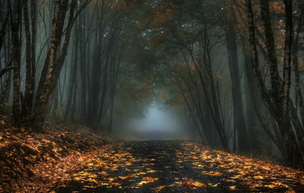 Picture road, autumn, forest, fog, overcast
