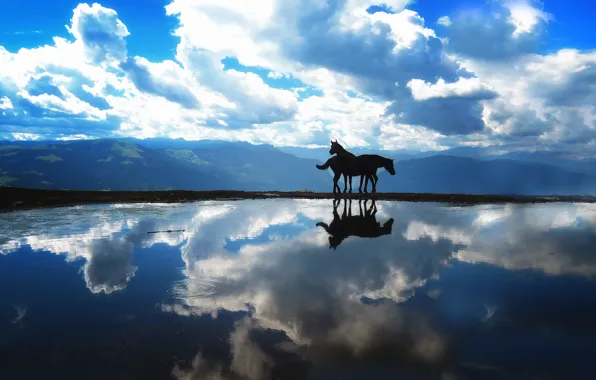 The sky, water, horses