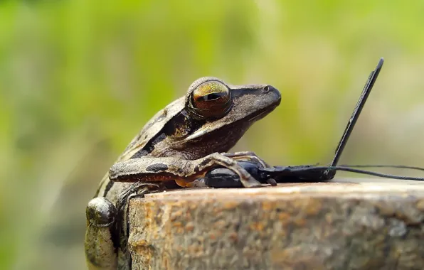 Stump, frog, laptop