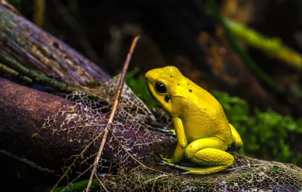 Picture branches, yellow, the dark background, leaf, frog, bokeh, reptile