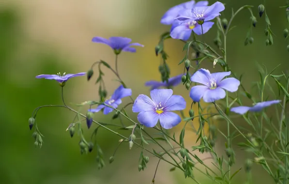 Picture macro, flowers, len