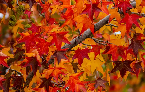 Picture autumn, leaves, branches