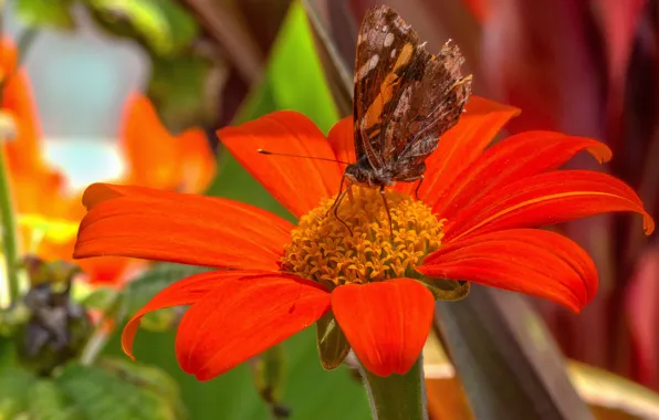 Picture Macro, Butterfly, Macro, Butterfly, Red flower, Red flower